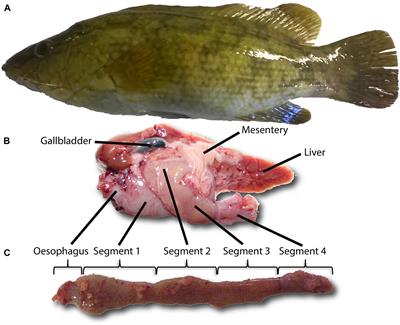 Intestinal Function of the Stomachless Fish, Ballan Wrasse (Labrus bergylta)